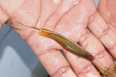 Xiphophorus hellerii