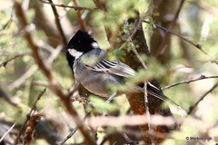 Melaniparus cinerascens