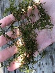 Elodea nuttallii