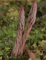Allotropa virgata