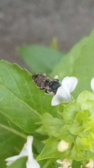 Anthophila