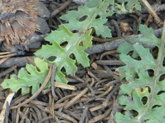 Pedicularis semibarbata