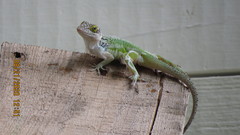 Anolis leachii