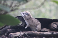 Dendrohyrax arboreus