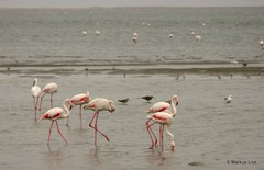 Phoenicopterus roseus