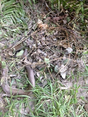 Coluber constrictor etheridgei
