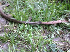 Coluber constrictor etheridgei
