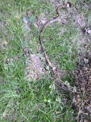 Coluber constrictor etheridgei