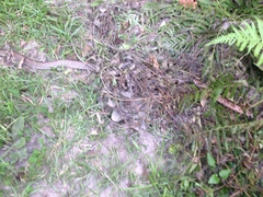 Coluber constrictor etheridgei