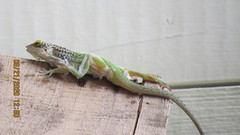 Anolis leachii