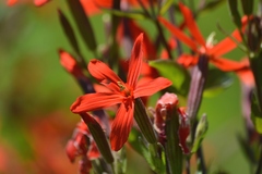 Silene regia