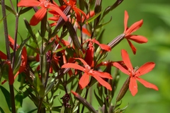 Silene regia