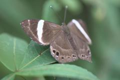 Abisara fylla