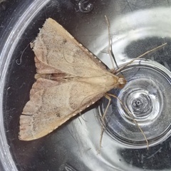 Endotricha flammealis