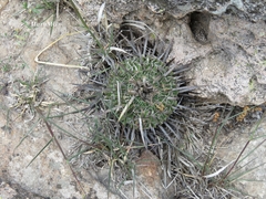 Echinofossulocactus dichroacanthus