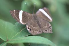 Abisara fylla