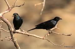 Onychognathus nabouroup