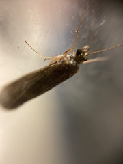 Trichoptera