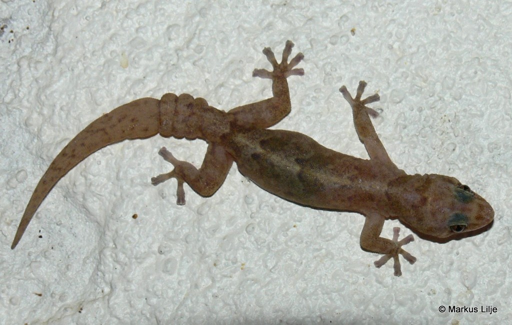African Rock Gecko