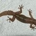 African Rock Gecko - Photo (c) markus lilje, some rights reserved (CC BY-NC-ND), uploaded by markus lilje