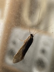 Trichoptera