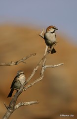 Passer motitensis