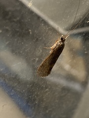 Trichoptera