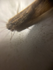 Trichoptera