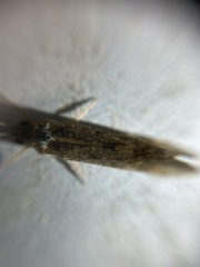 Trichoptera