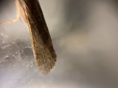 Trichoptera