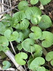 Asarum lemmonii