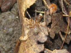 Phrurolithidae