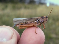 Melanoplus packardii