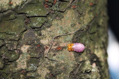 Mimocalla gigantea