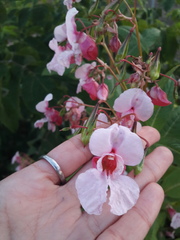 Impatiens glandulifera
