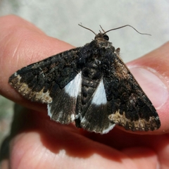 Catephia alchymista