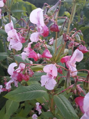 Impatiens glandulifera