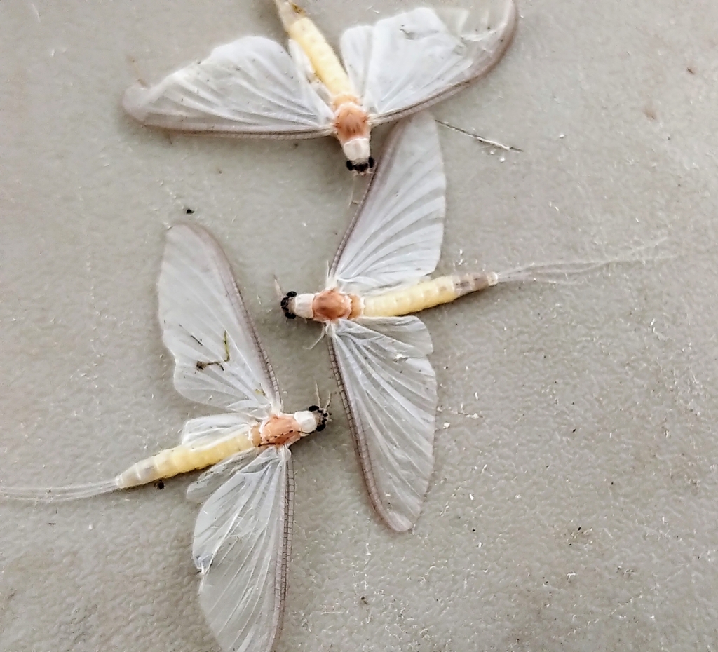 White Fly