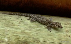 Lygodactylus chobiensis