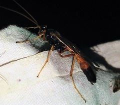 Opheltes glaucopterus barberi