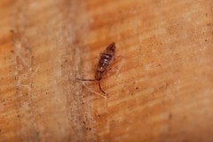 Entomobrya albocincta