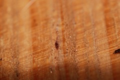 Entomobrya albocincta