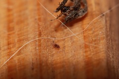 Entomobrya albocincta