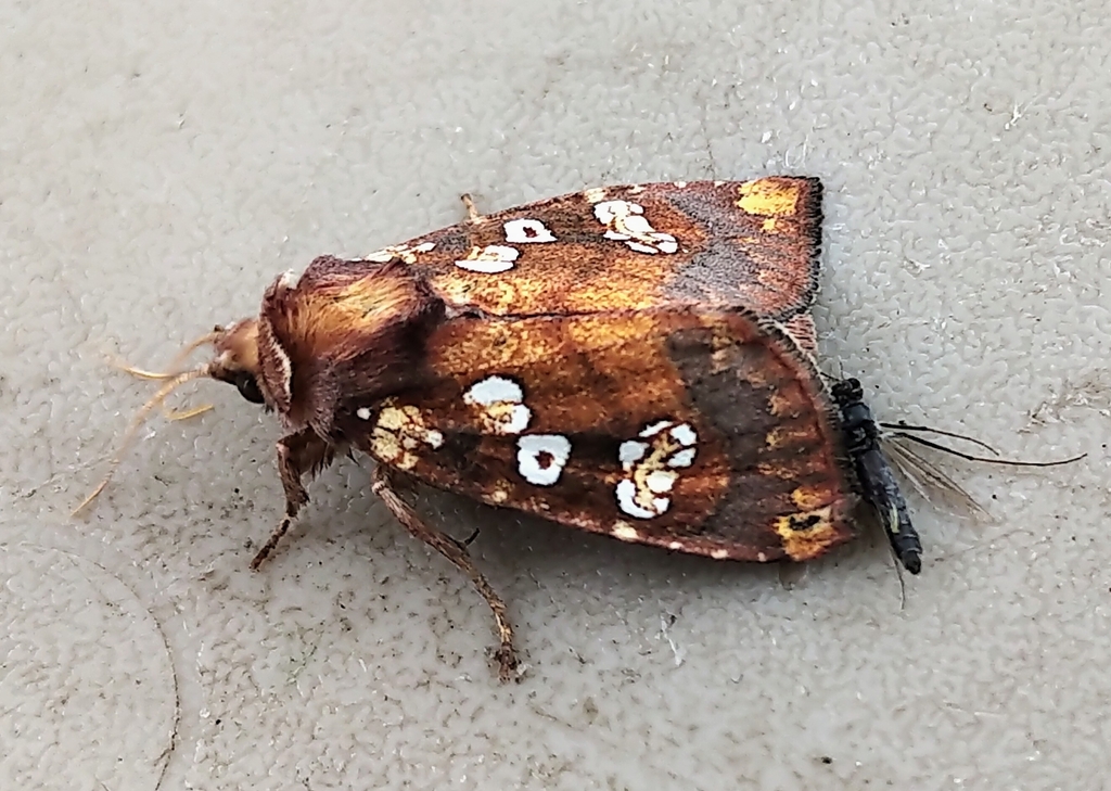 Northwestern Umbel Borer Moth