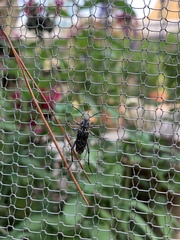 Xylotrechus nauticus