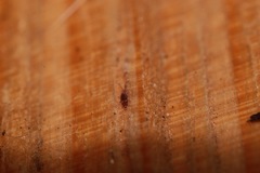 Entomobrya albocincta