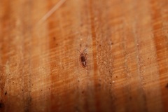 Entomobrya albocincta