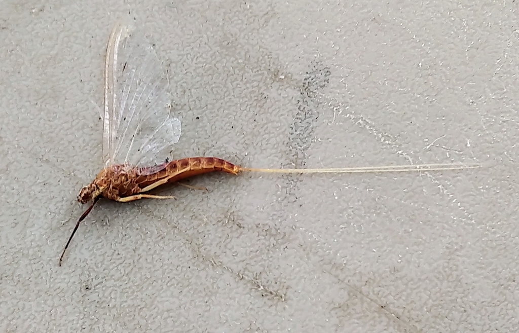 Isonychia velma
