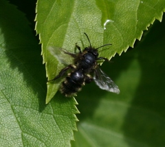 Andrena fulva