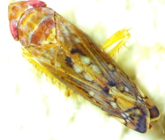 Scaphoideus luteolus